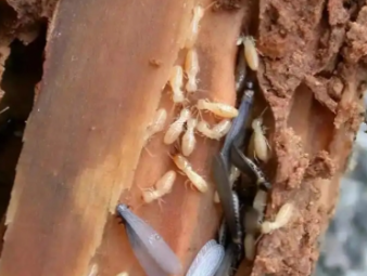 丰台白蚁防治公司分享小区架空层防虫治理，解决楼栋群体性白蚁隐患